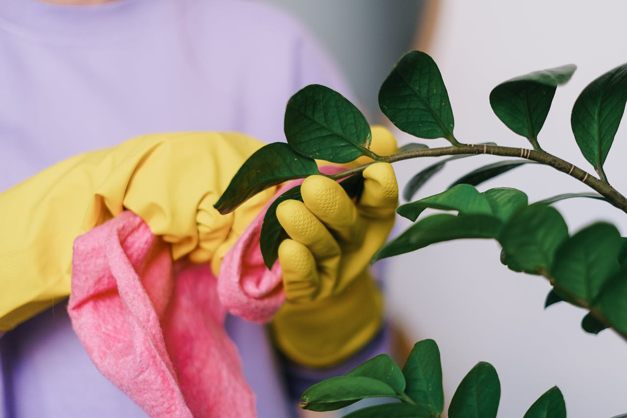 who-we-are Crop unrecognizable female in yellow gloves cleaning leaves of green plant in daytime